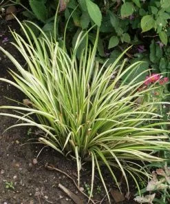 Future Forests Acorus Gramineus Ogon More