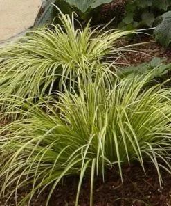 Future Forests Acorus Gramineus Ogon More