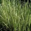 Future Forests Acorus Calamus Variegatus More 1 Future Forests Acorus Calamus Variegatus More