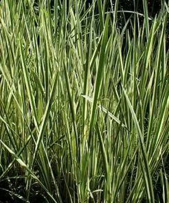 Future Forests Acorus Calamus Variegatus More