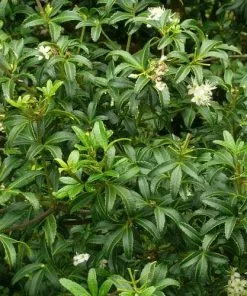 Future Forests Acradenia Frankliniae 9 Future Forests Acradenia Frankliniae