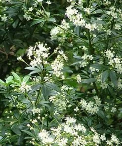 Future Forests Acradenia Frankliniae 10 Future Forests Acradenia Frankliniae