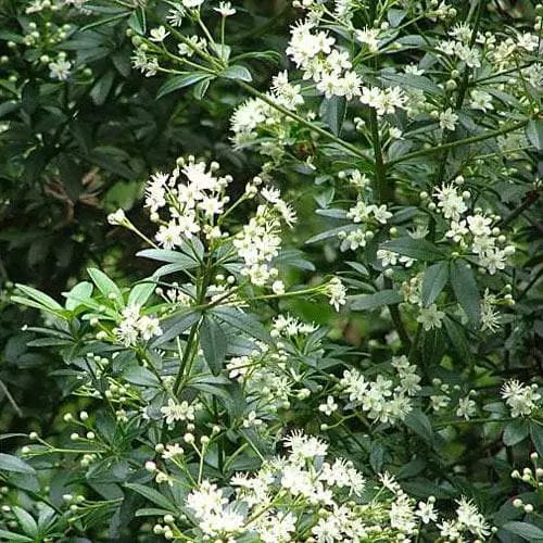 Future Forests Acradenia Frankliniae 6 Future Forests Acradenia Frankliniae