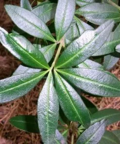 Future Forests Acradenia Frankliniae 11 Future Forests Acradenia Frankliniae