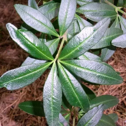 Future Forests Acradenia Frankliniae 7 Future Forests Acradenia Frankliniae