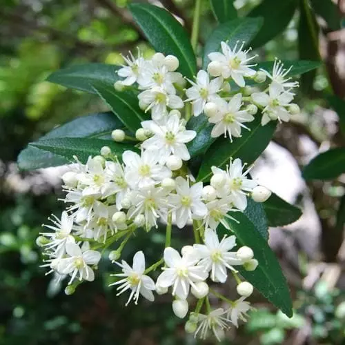 Future Forests Acradenia Frankliniae 3 Future Forests Acradenia Frankliniae