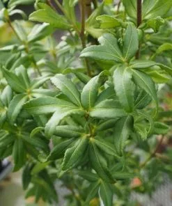 Future Forests Acradenia Frankliniae