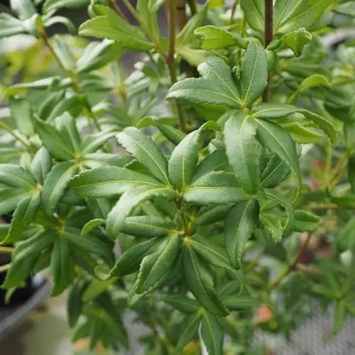 Future Forests Acradenia Frankliniae 4 Future Forests Acradenia Frankliniae