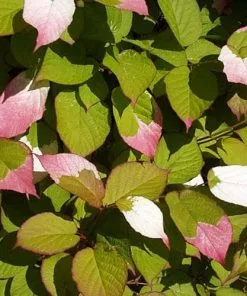 Future Forests Actinidia Kolomikta Climbers