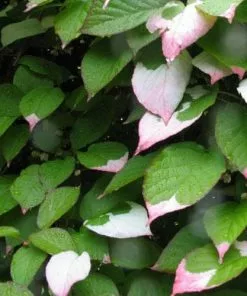 Future Forests Actinidia Kolomikta Climbers