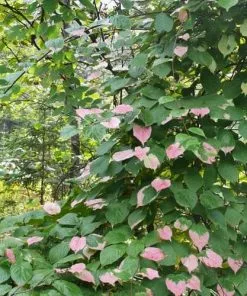 Future Forests Actinidia Kolomikta Climbers