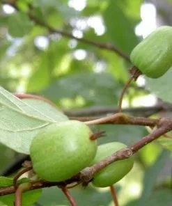 Future Forests Actinidia Kolomikta Climbers