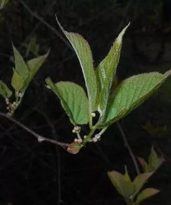Future Forests Actinidia Kolomikta Climbers