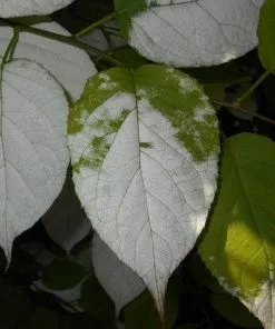 Future Forests Actinidia Kolomikta Climbers
