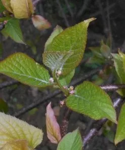 Future Forests Actinidia Kolomikta Climbers