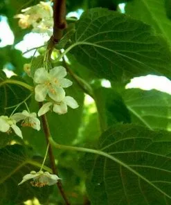 Future Forests Actinidia Kolomikta Climbers