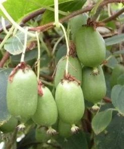 Future Forests Kiwi - Actinidia Arguta Issai - Self Fertile Fruit