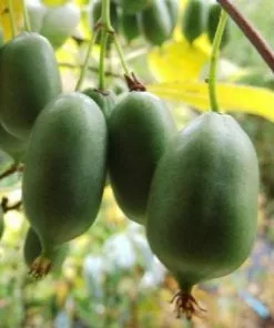 Future Forests Kiwi - Actinidia Arguta Issai - Self Fertile Fruit