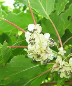 Future Forests Kiwi - Actinidia Arguta Weiki - Male