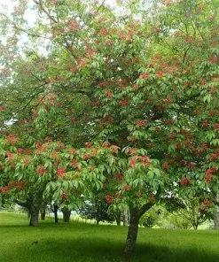Future Forests Trees Aesculus Pavia