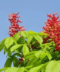 Future Forests Trees Aesculus Pavia