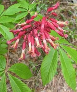 Future Forests Trees Aesculus Pavia