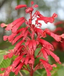 Future Forests Trees Aesculus Pavia