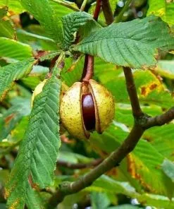 Future Forests Trees Aesculus Hippocastanum - Horse Chestnut