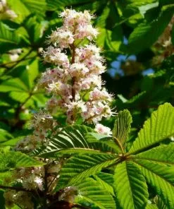 Future Forests Trees Aesculus Hippocastanum - Horse Chestnut