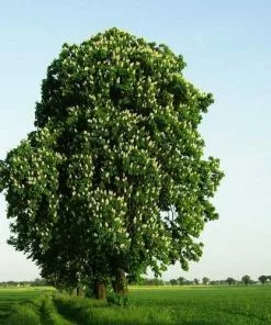 Future Forests Trees Aesculus Hippocastanum - Horse Chestnut