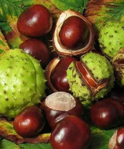 Future Forests Trees Aesculus Hippocastanum - Horse Chestnut