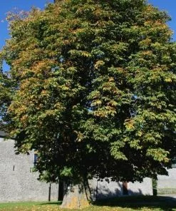 Future Forests Trees Aesculus Hippocastanum - Horse Chestnut