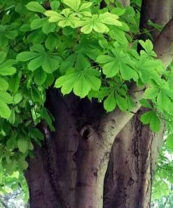 Future Forests Trees Aesculus Hippocastanum - Horse Chestnut