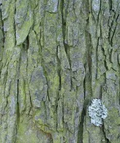 Future Forests Trees Aesculus Hippocastanum - Horse Chestnut