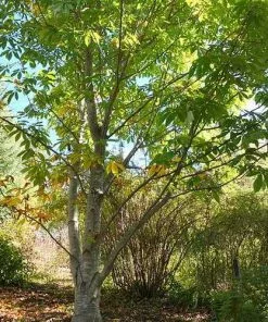 Future Forests Trees Aesculus Indica - Indian Horse Chestnut