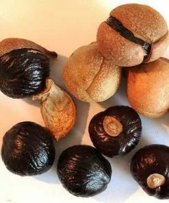 Future Forests Trees Aesculus Indica - Indian Horse Chestnut