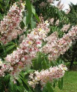 Future Forests Trees Aesculus Indica - Indian Horse Chestnut