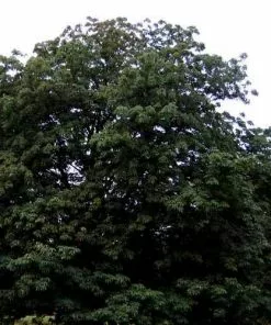 Future Forests Trees Aesculus Indica - Indian Horse Chestnut