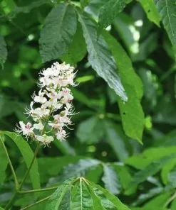 Future Forests Trees Aesculus Indica - Indian Horse Chestnut