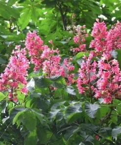 Future Forests Aesculus X Carnea Briotii Trees