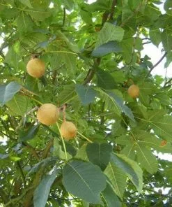 Future Forests Aesculus X Carnea Briotii Trees