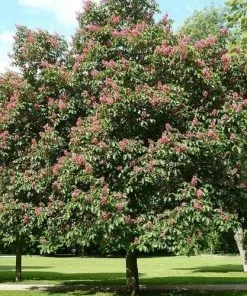 Future Forests Aesculus X Carnea Briotii Trees