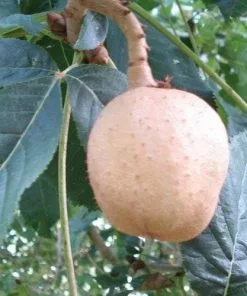 Future Forests Aesculus X Carnea Briotii Trees