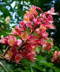 Future Forests Aesculus X Carnea Briotii Trees