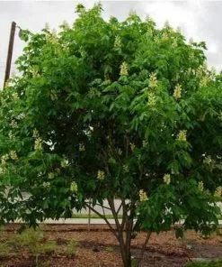 Future Forests Aesculus X Arnoldiana Trees