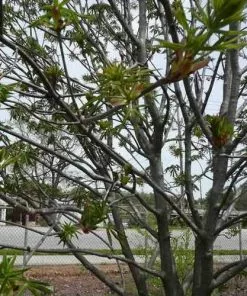 Future Forests Aesculus X Arnoldiana Trees