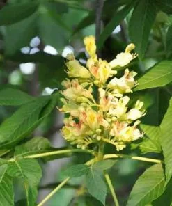 Future Forests Aesculus X Arnoldiana Trees