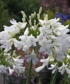 Future Forests Agapanthus Arctic Star More