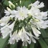 Future Forests Agapanthus Arctic Star More