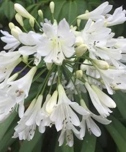 Future Forests Agapanthus Arctic Star More